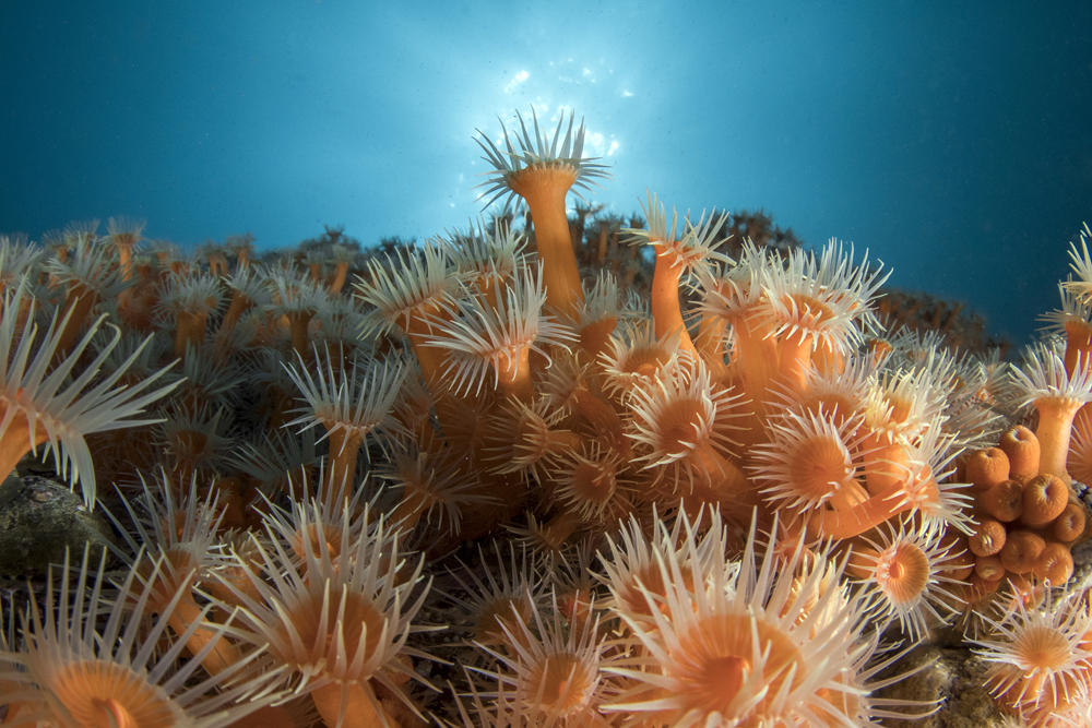 Chile en imágenes de agua y vida: nueva Expo Virtual Ojo de Pez