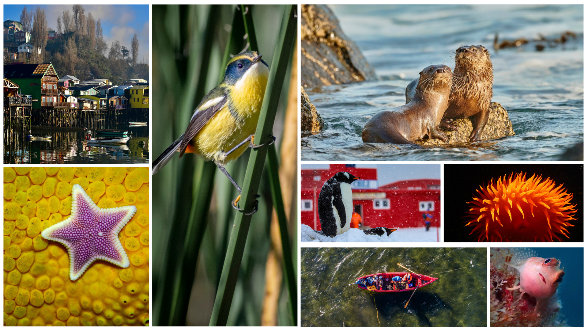 Concurso fotográfico Ojo de Pez invita a votar para elegir las imágenes más populares