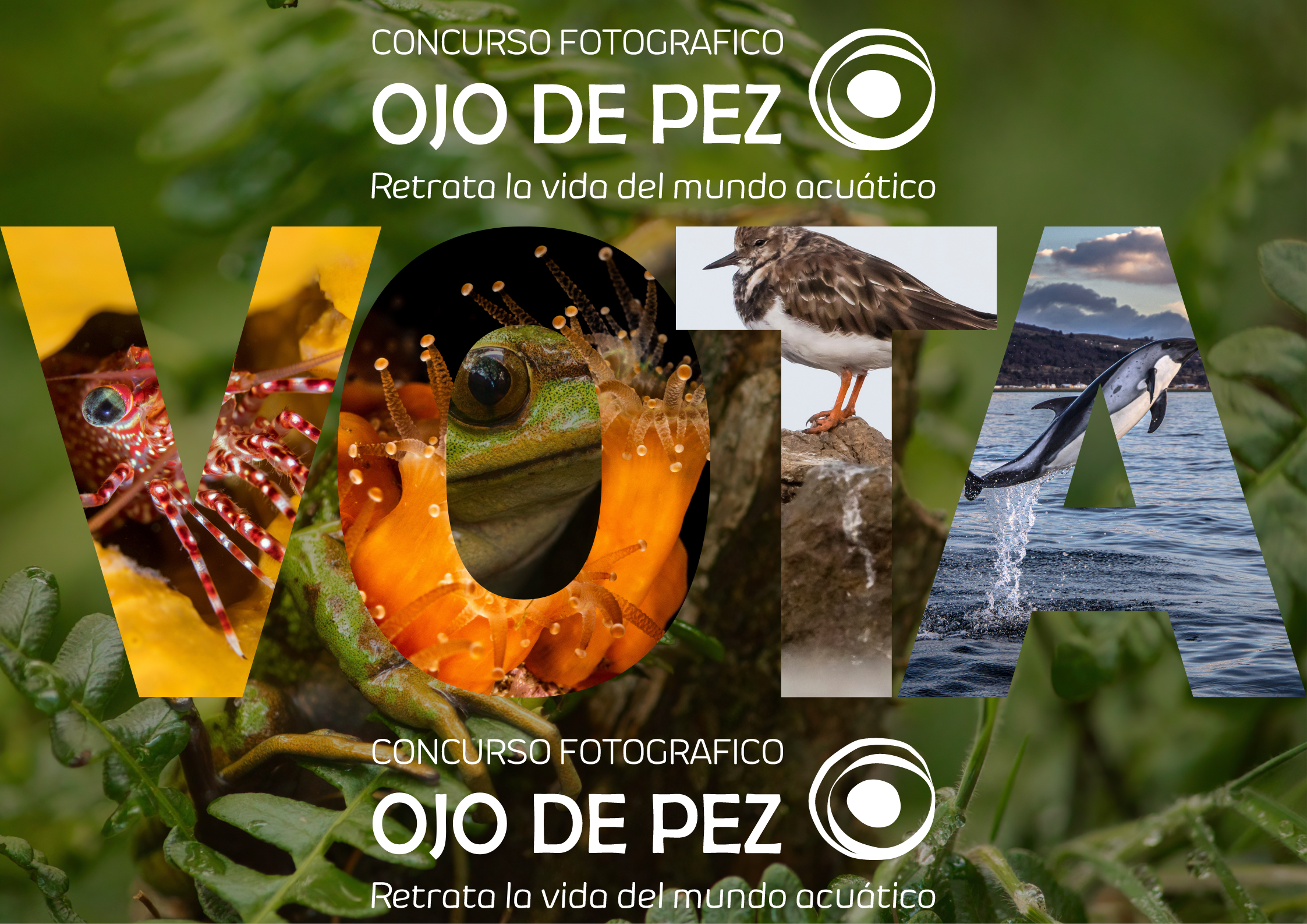 Ojo de Pez 2022 abre su votación popular e invita a su Expo-virtual