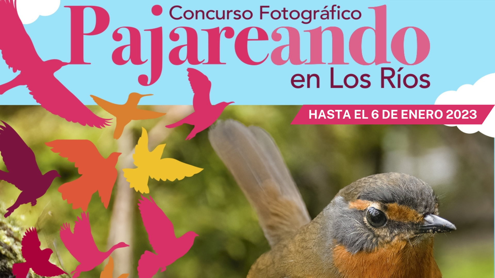 Concurso “Pajareando en Los Rios”