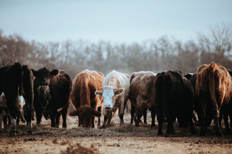 Zoonosis y pandemias: ¿Qué es la zoonosis y por qué es importante prevenirlas?