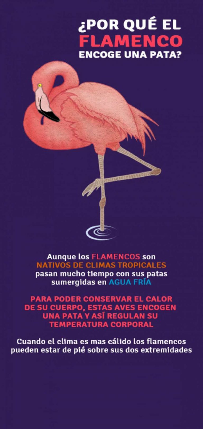Por qué el Flamenco encoge una pata