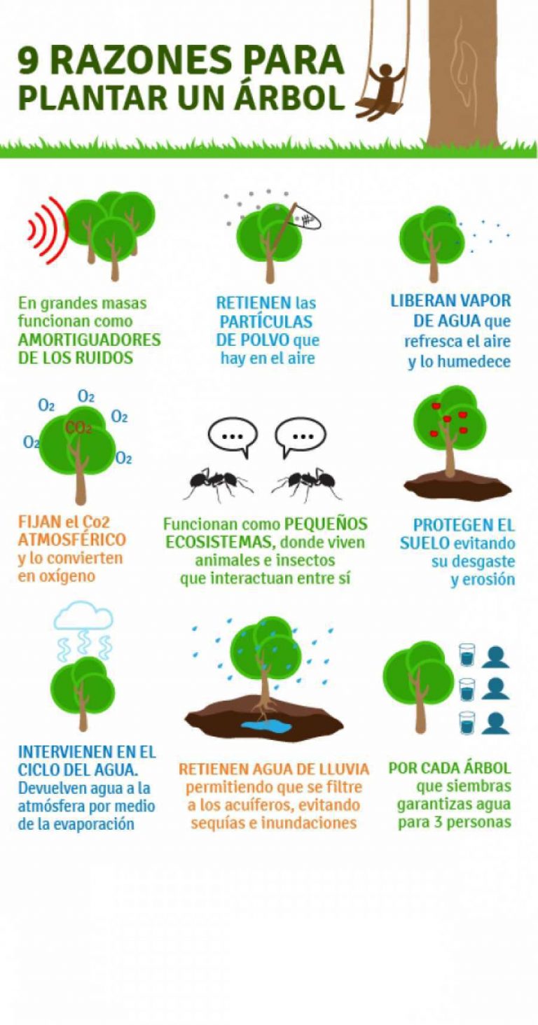 9 razones para platar un árbol
