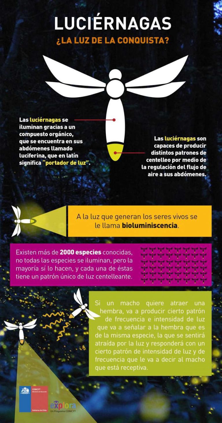 Luciérnagas, ¿la luz de la conquista?