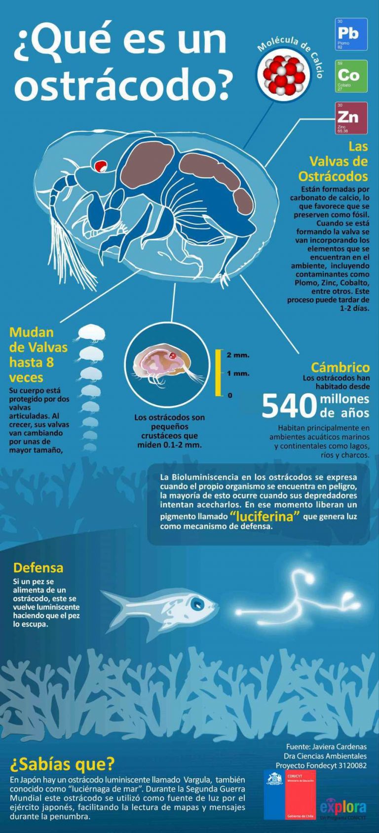 ¿Qué es un ostrácodo?