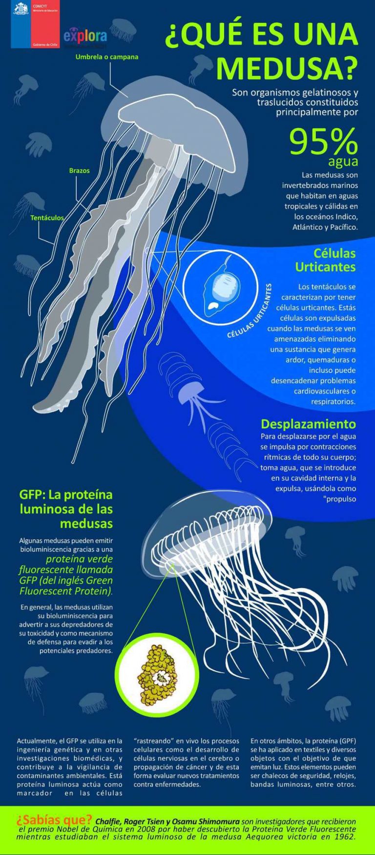 ¿Qué es una medusa?