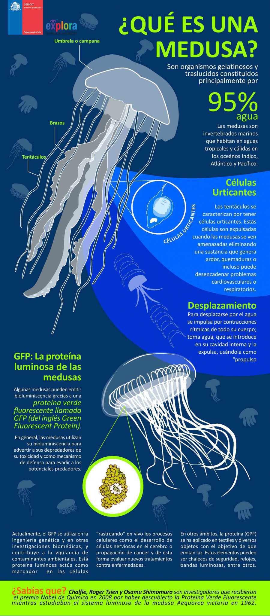 ¿Qué es una medusa?