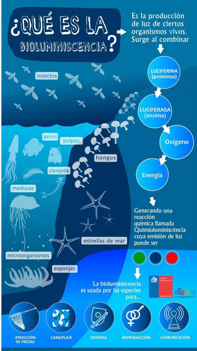 ¿Qué es la Bioluminiscencia?