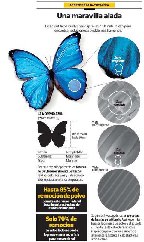 Una mariposa peruana inspira la creación de nuevos materiales