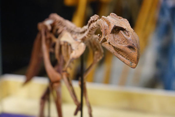 trex