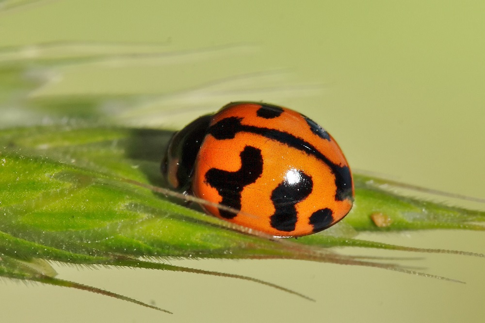 Coccinellid unusual pattern