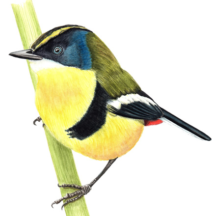 Siete Colores Soledad Delgado cuadro