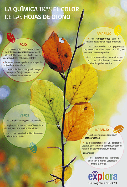 La Química tras el Color de las Hojas de Otoño